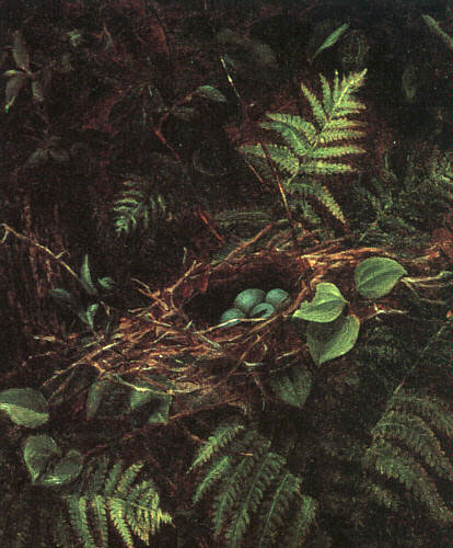 Fidelia Bridges Bird's Nest and Ferns